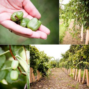 A Cold Hardy Kiwifruit Harvest – Heavy Table