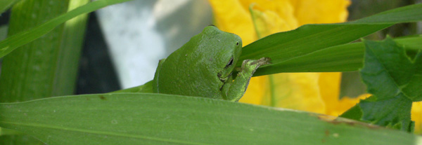 A tree frog at Cramer Organics