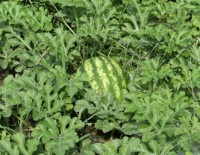 Watermelon at Cramer Organics