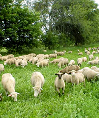 Shepherd Song Farm