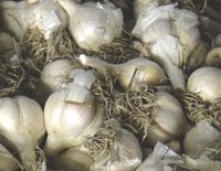 AngelicasGarden_garlic