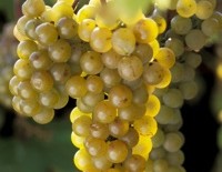 ‘La Crescent’ wine grape.