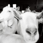 singing-hills-goats-comic