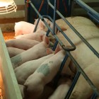 pig-with-babies-pork-board