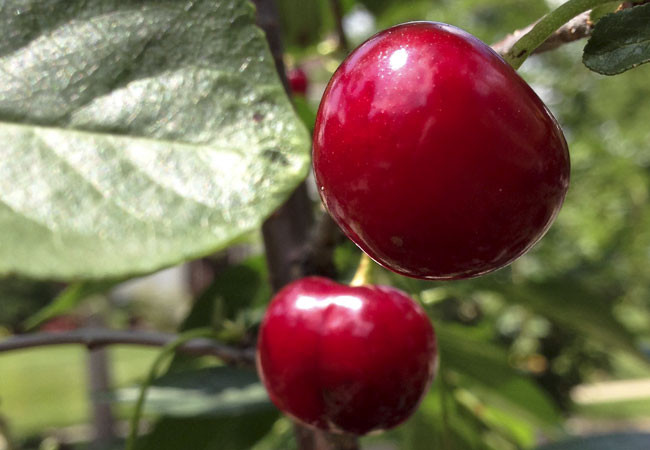 A closeup of cherries on a North Star tree