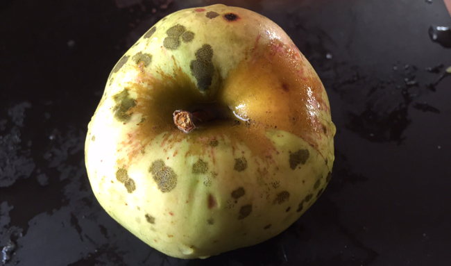 The Flavor Of 22 Heirloom Apples, Reviewed – Heavy Table