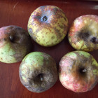 heirloom-apples-knobbed-russet