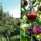 orchard_apples_650x450