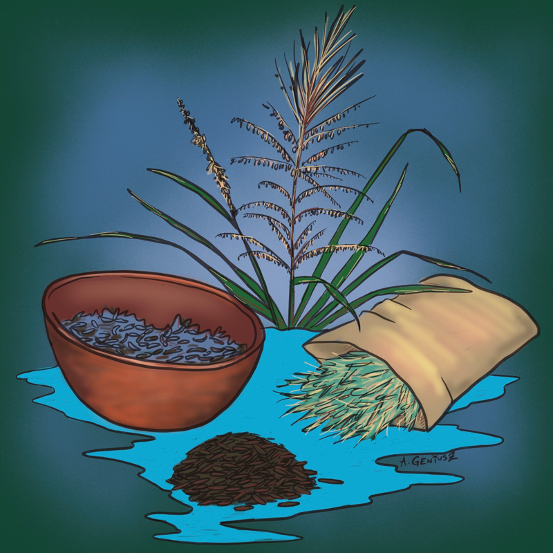 On Manoomin and ‘Wild Rice’ Heavy Table